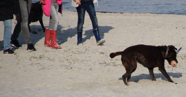 Hundeverbot am Strand von Scharbeutz bleibt bestehen › OHAKTUELL